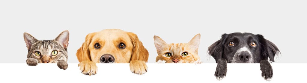Pericolele Sarbatorilor de Iarna pentru Animalele de Companie 1 banner servicii cazare pentru caini si pisici