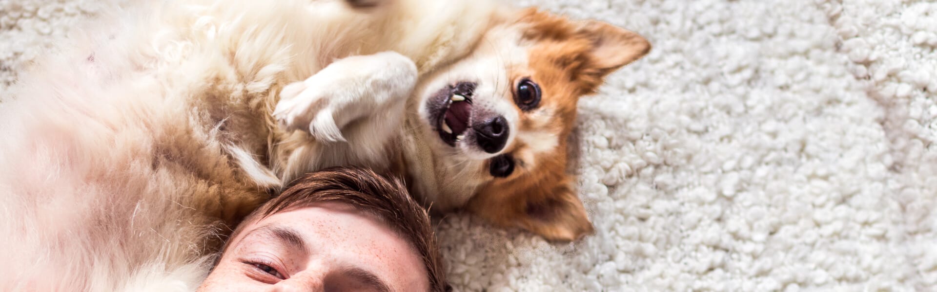 un catel de talie mica cu un barbat pe covor