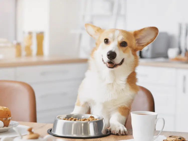 5 sfaturi pentru schimbarea hranei la caini 1 65f3b9b9a0ca2d5ac2ff2be0 Human Foods that Dogs Can Eat Main
