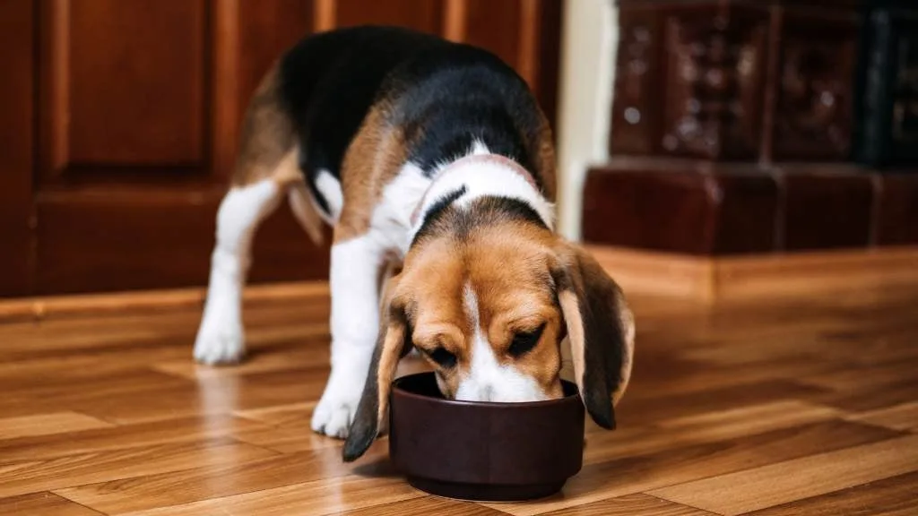 5 sfaturi pentru schimbarea hranei la caini 3 article what should feed dog internal