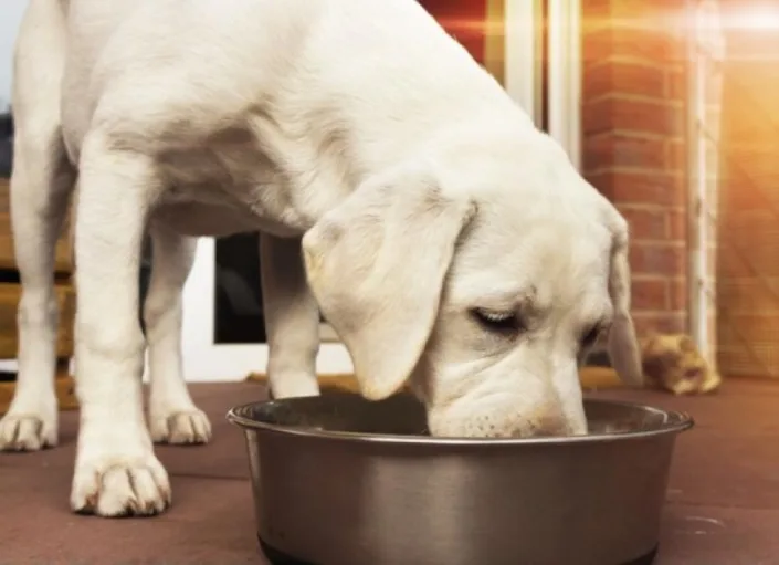 5 sfaturi pentru schimbarea hranei la caini 4 labrador puppy is eating a bone with meat from a bowl 705x511 1