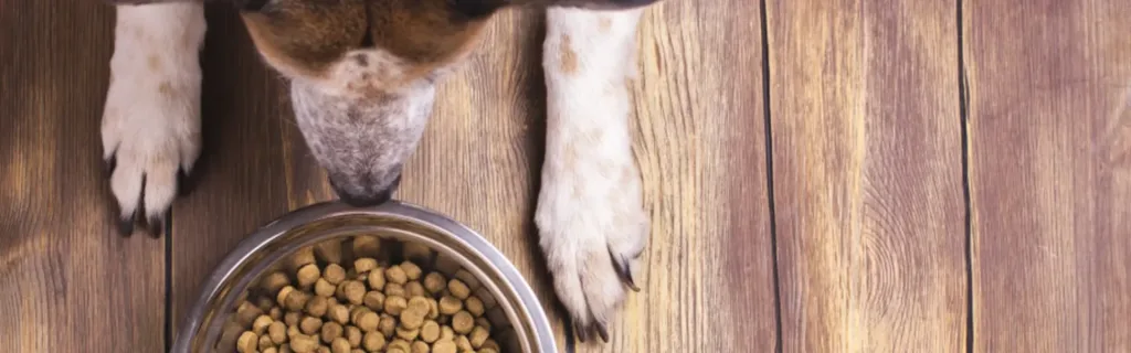 master dog food 6040 e1740832110421