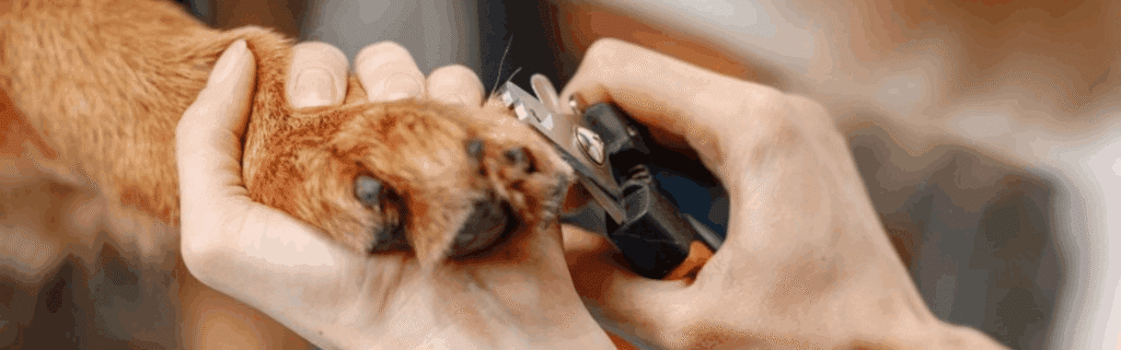 Taiere gherute catel